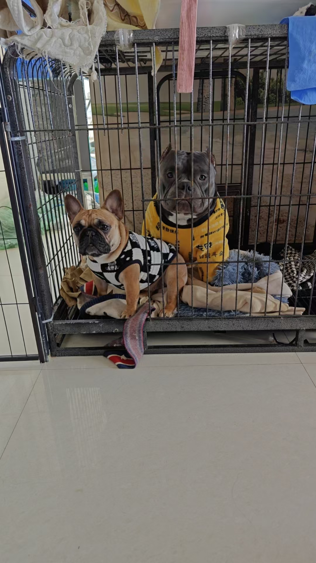 恶霸犬 六个月 疫苗齐全 驱虫已做 性格好